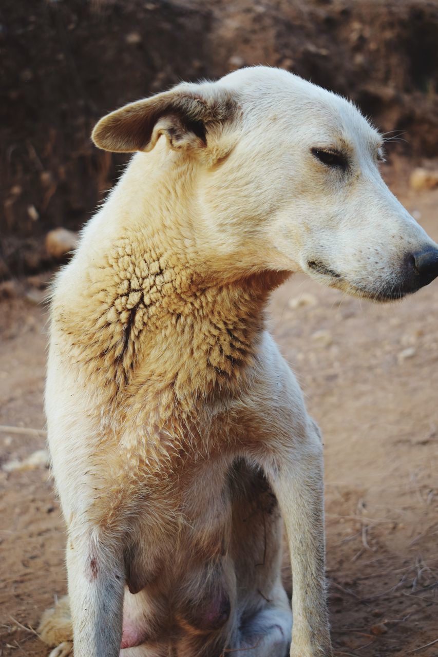 animal, mammal, animal themes, vertebrate, one animal, domestic, pets, looking, dog, domestic animals, canine, field, land, day, no people, focus on foreground, close-up, looking away, outdoors, nature