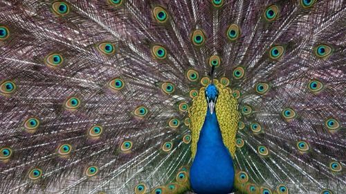 Close-up of peacock