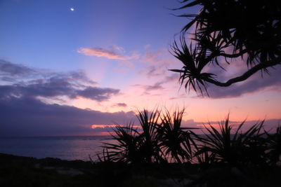 Silhouette plants by sea against sky during sunset