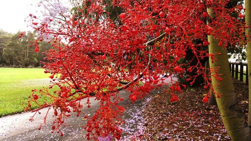 Red leaves in park
