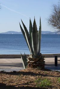 Cactus in sea