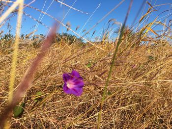 Close-up of crocus blooming on field