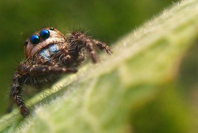 Close-up of spider on leaf