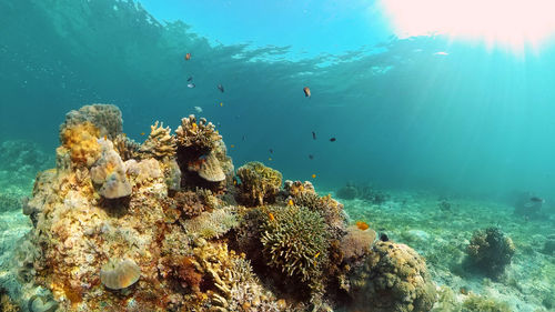 Tropical fishes and coral reef at diving. beautiful underwater world with corals and fish. 