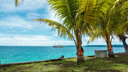 Palm trees on beach against sky