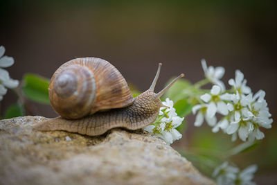 Close-up of snail on rock