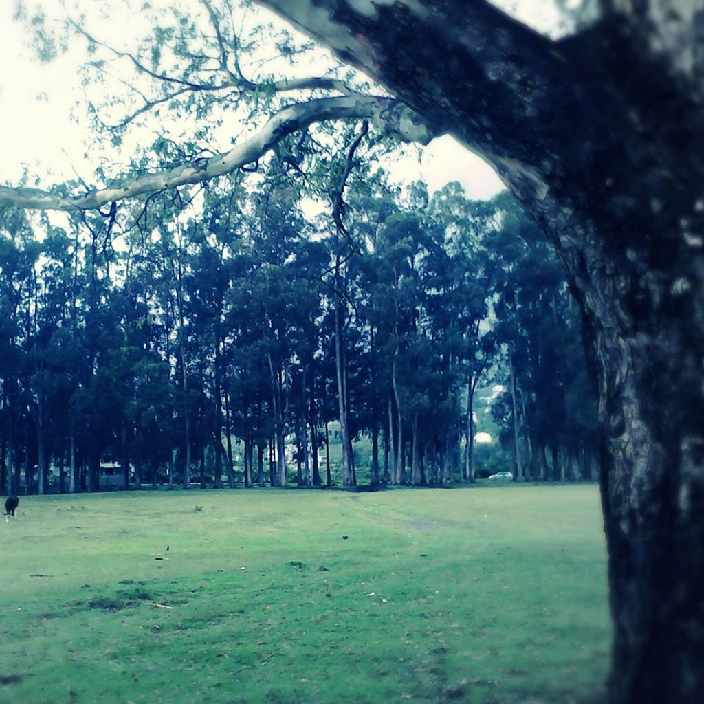 tree, tree trunk, tranquility, tranquil scene, branch, growth, nature, beauty in nature, scenics, park - man made space, landscape, non-urban scene, day, sky, forest, outdoors, sunlight, park, grass, incidental people