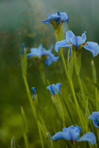 Close-up of purple flowering plants on land