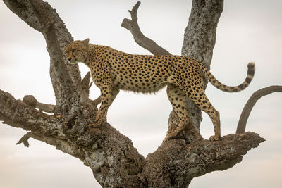 Cheetah stands in old tree looking left
