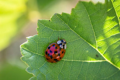 Close-up of ladybug on leaf