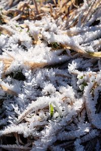 High angle view of plants during winter