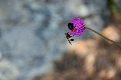 Close-up of butterfly pollinating on purple flower