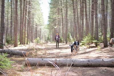 Rear view of man with dog in forest