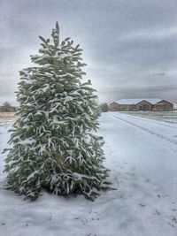 Plants against cloudy sky
