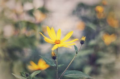 Close-up of yellow flower blooming outdoors