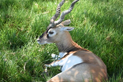 Deer in a field