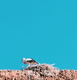 Low angle view of bird perching on nest against blue sky