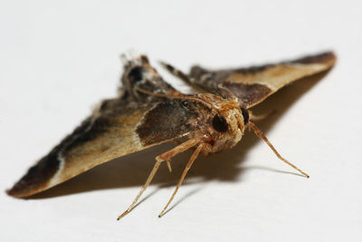 Close-up of insect on white background