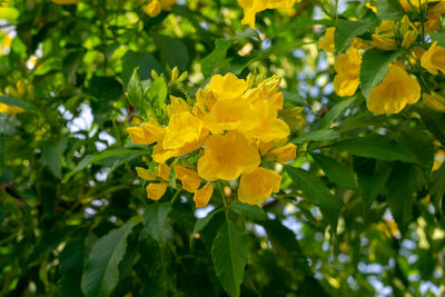 Close-up of yellow flowering plant