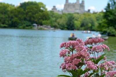 Pink flowering plants by river