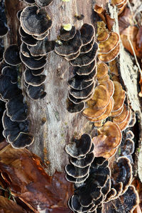 High angle view of shells on tree trunk