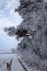 Snow covered road amidst trees against sky