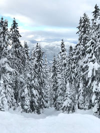 Snow covered pine trees in forest against sky