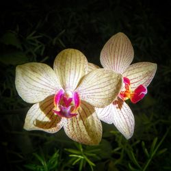 Close-up of flowers