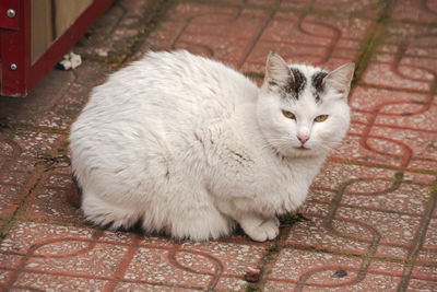 Close-up of cat