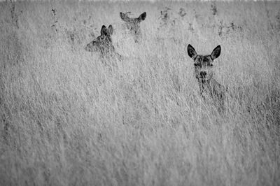 Three female deer in grass area