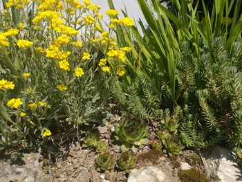 Close-up of yellow flowers growing in field