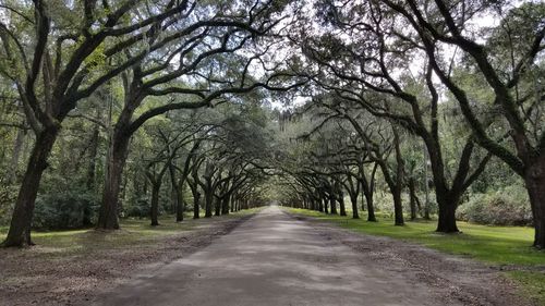 Road amidst trees in forest