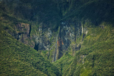 Scenic view of forest