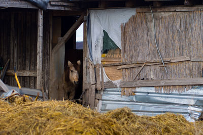 Clothes drying in shed