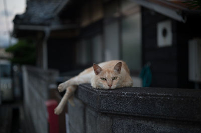 Portrait of cat relaxing on retaining wall