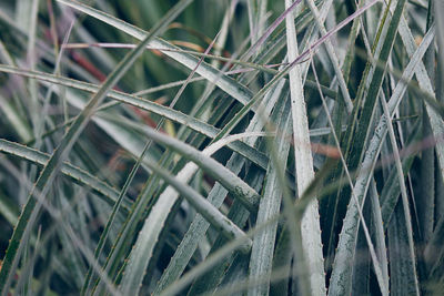 Close-up of frozen plants on field