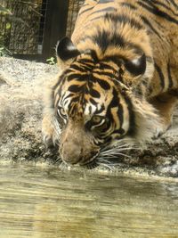 animal