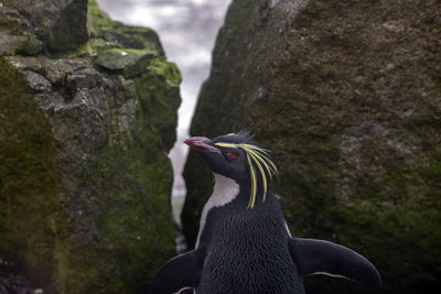 Close-up of a penguin perching on rock