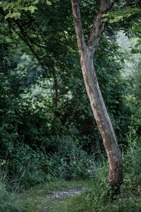 Trees in forest