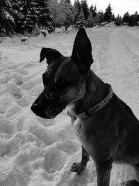 Dog on snow during winter