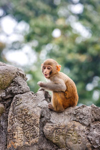 Monkey sitting on rock