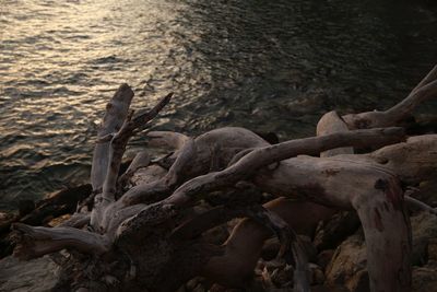Close-up of driftwood on beach