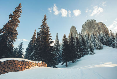 Trees on snow covered landscape against sky