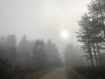 Road amidst trees against sky during foggy weather