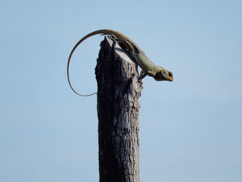 Low angle view of lizard on wooden post