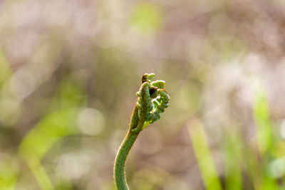 Close-up of plant