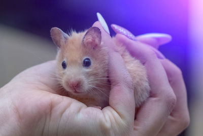 Close-up of hand holding rabbit