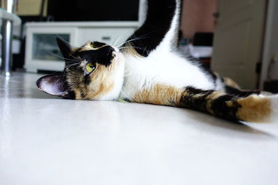 Portrait of cat resting on floor