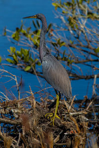 Gray heron perching on branch