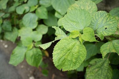 Close-up of green leaves